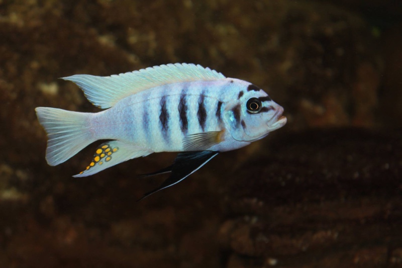 Maylandia fainzilberi 'Maison Reef'